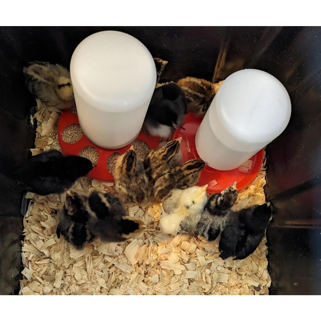 Comedero para Pollitos Little Family Members 1 Litro