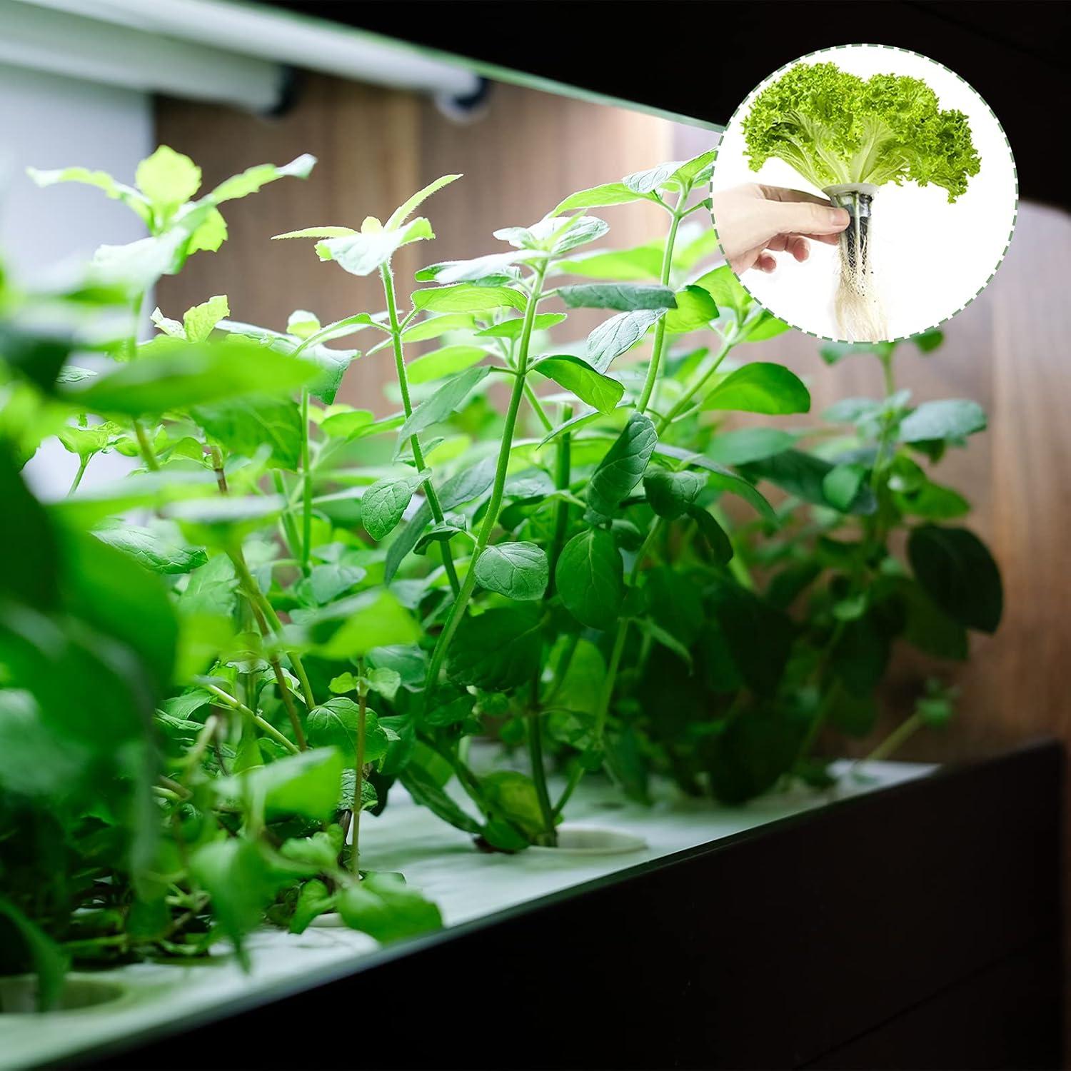 Esponjas de Crecimiento Hidropónico TISOHUGO 100 Unidades