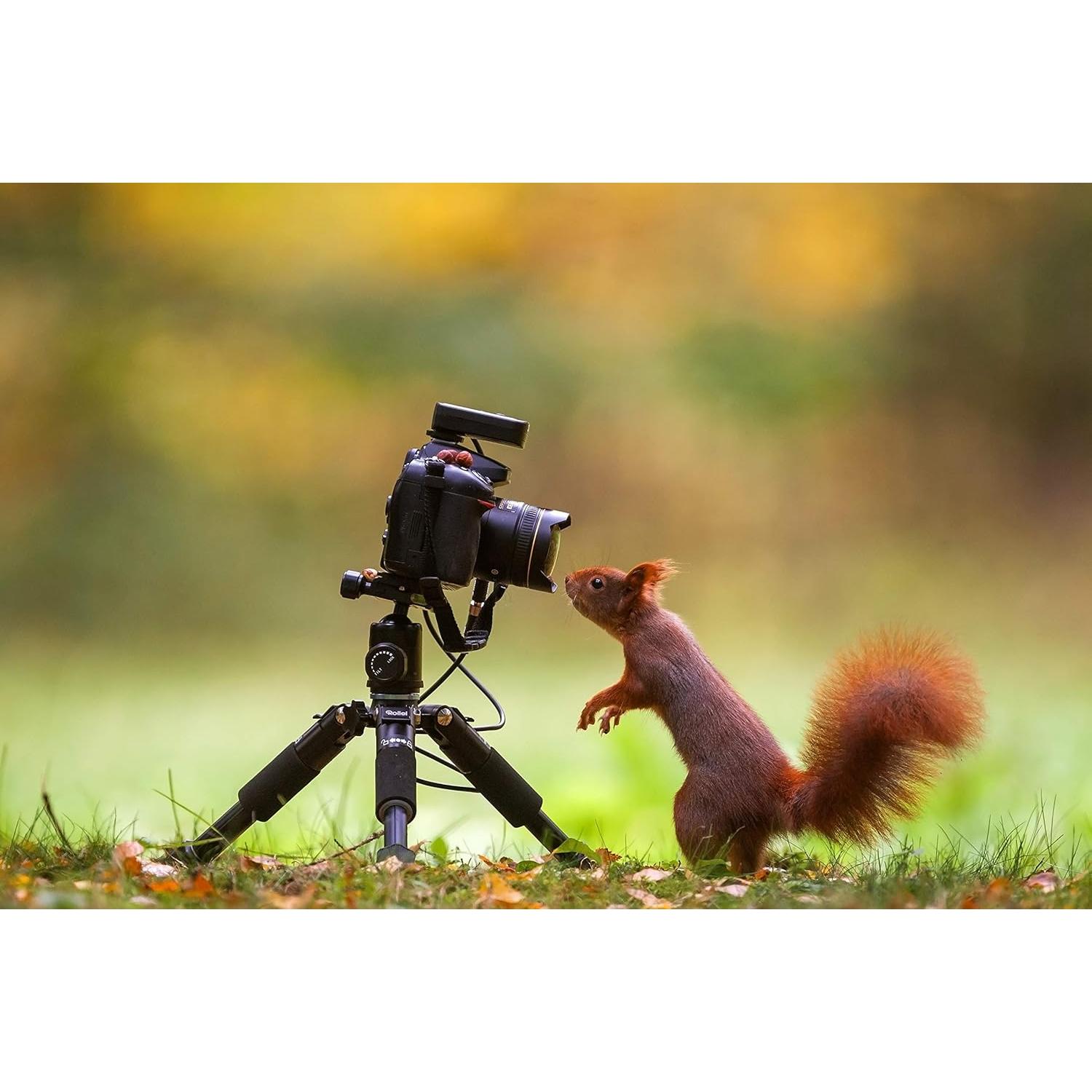 Trípode Compacto Rollei Mini Traveler M-1 - 47 cm, 8 kg