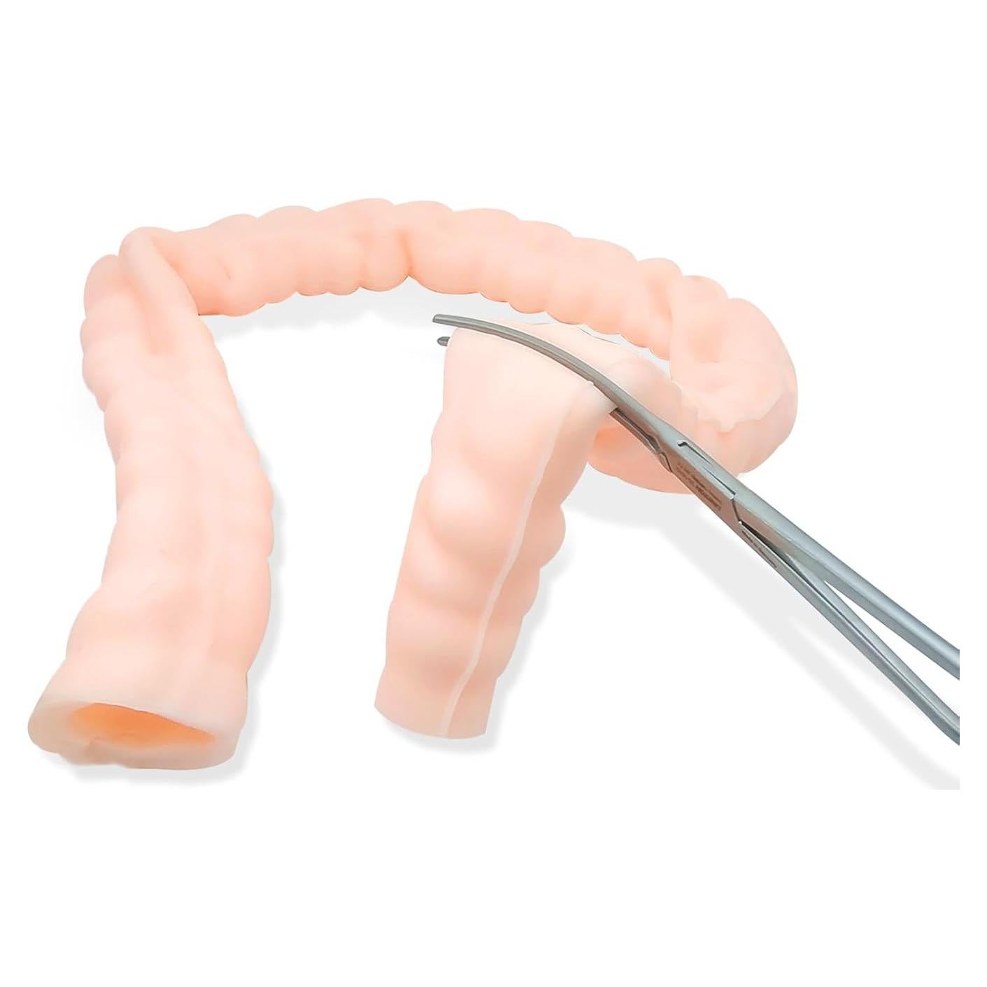Large Intestine Model,Colon Suturing Practice,Electrocautery Practice, Understanding The Internal Structure and Pathology of The Colon,Provide a Realistic Medical Practice and Training Experience
