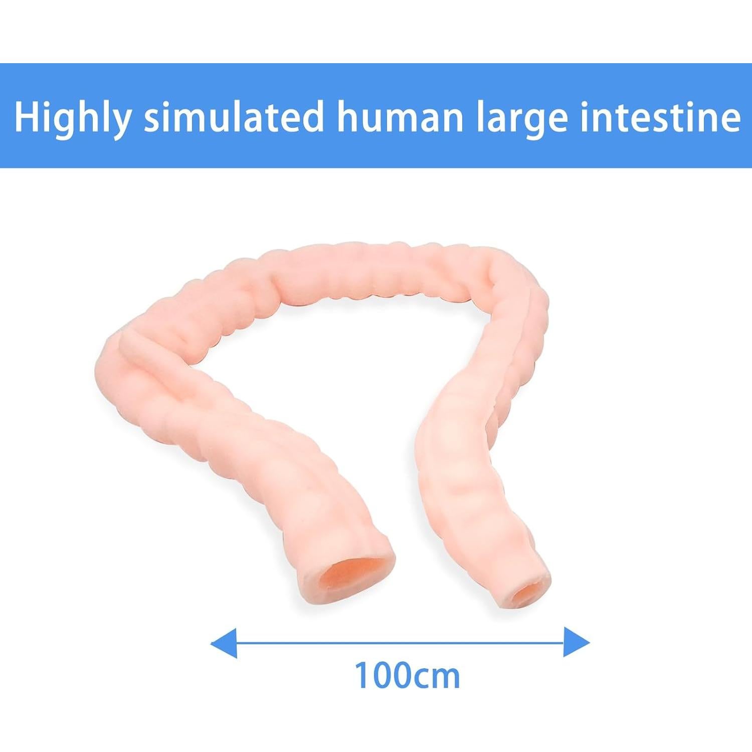 Large Intestine Model,Colon Suturing Practice,Electrocautery Practice, Understanding The Internal Structure and Pathology of The Colon,Provide a Realistic Medical Practice and Training Experience