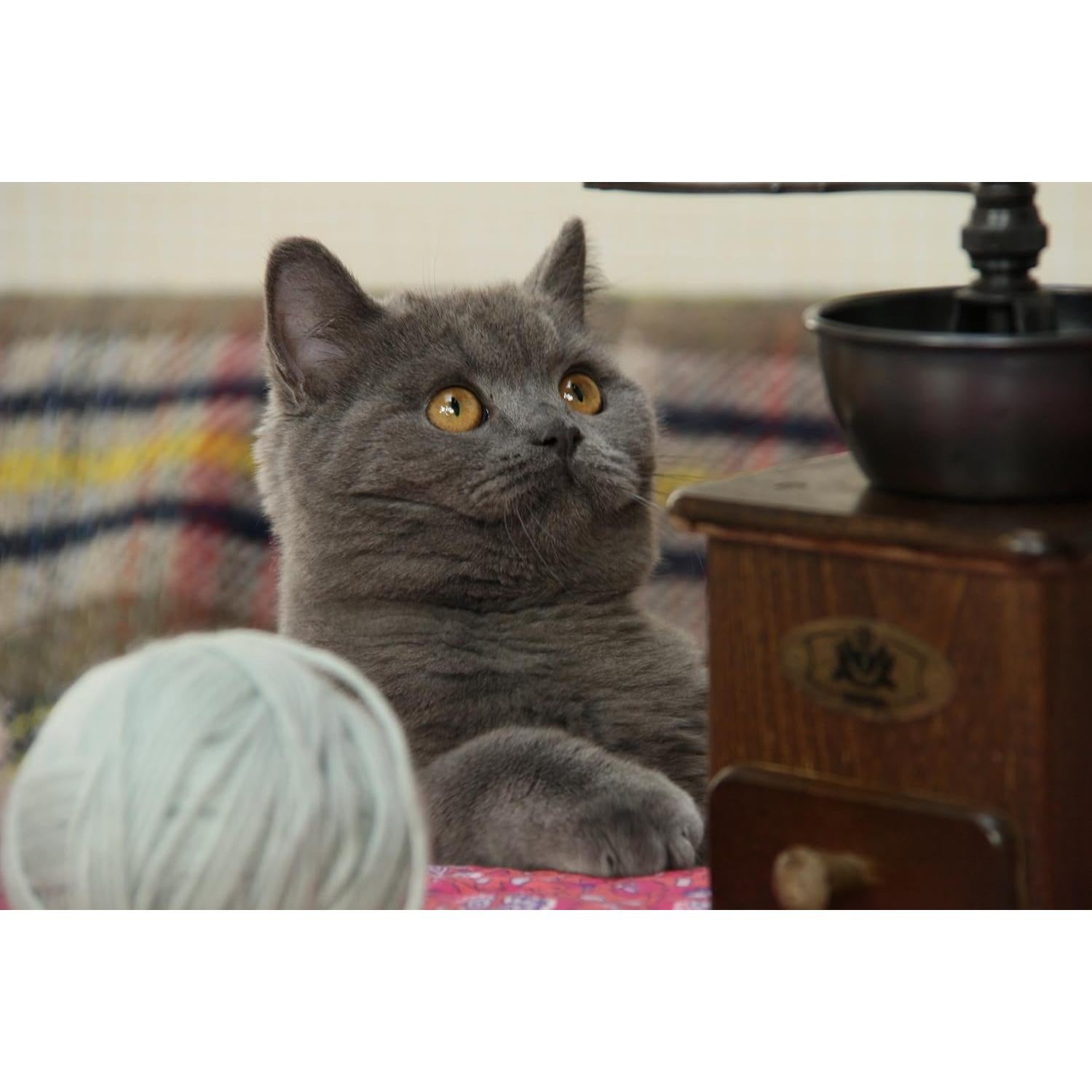 Lente Canon EF-S 18-200mm f/3.5-5.6 IS para DSLR