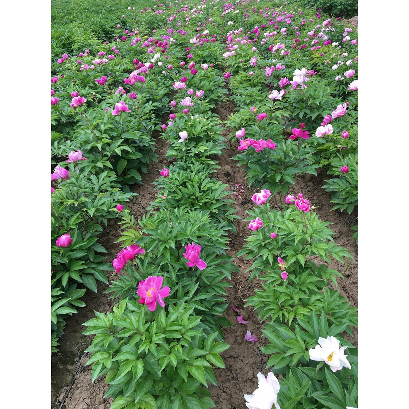 Bola Fragante de Peonía Secas 113.4 g TooGet - Grado Superior