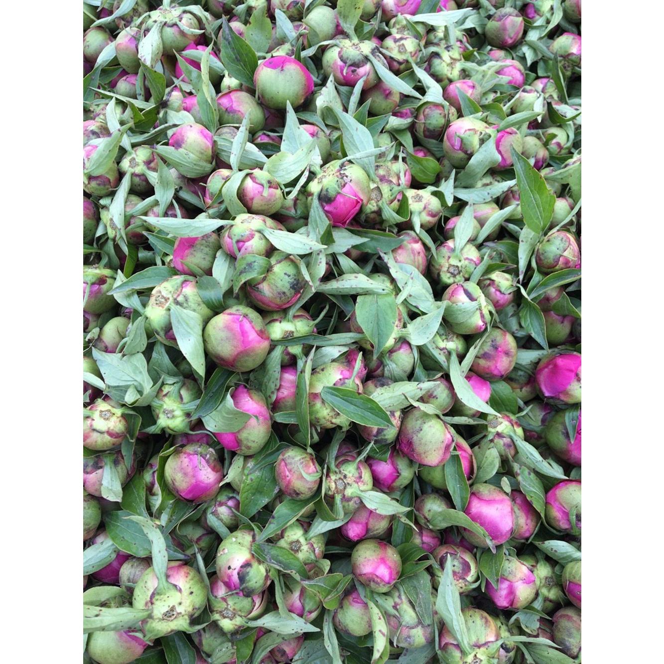 Bola Fragante de Peonía Secas 113.4 g TooGet - Grado Superior