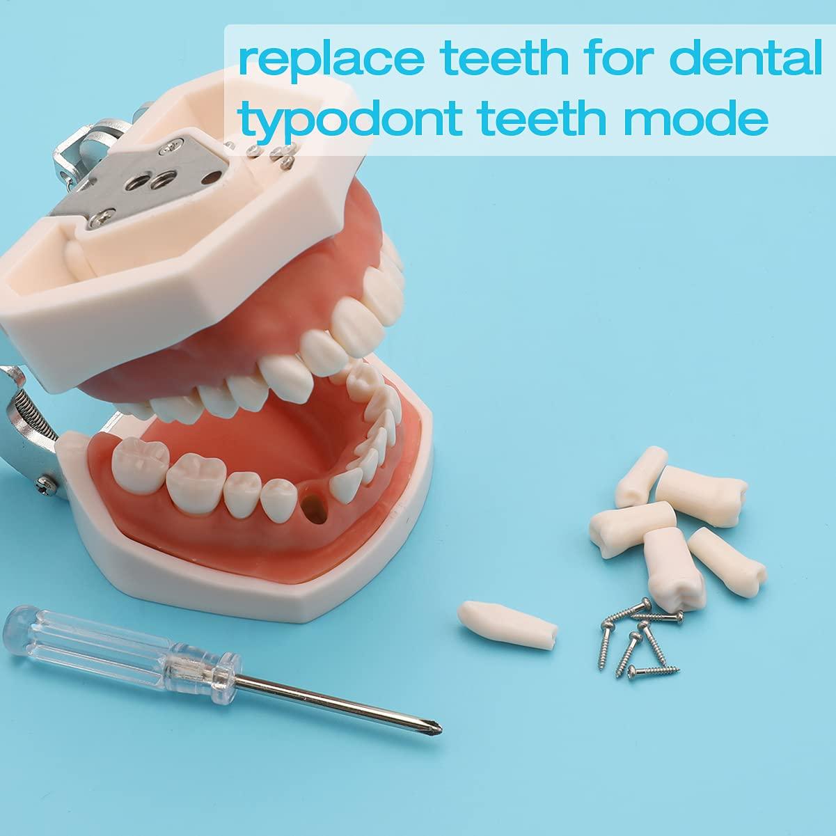 Dientes Removibles ANNWAH para Typodont Dental 28 Piezas