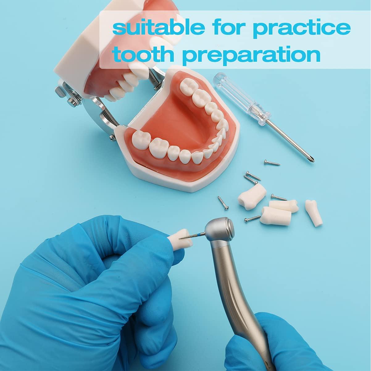 Dientes Removibles ANNWAH para Typodont Dental 28 Piezas