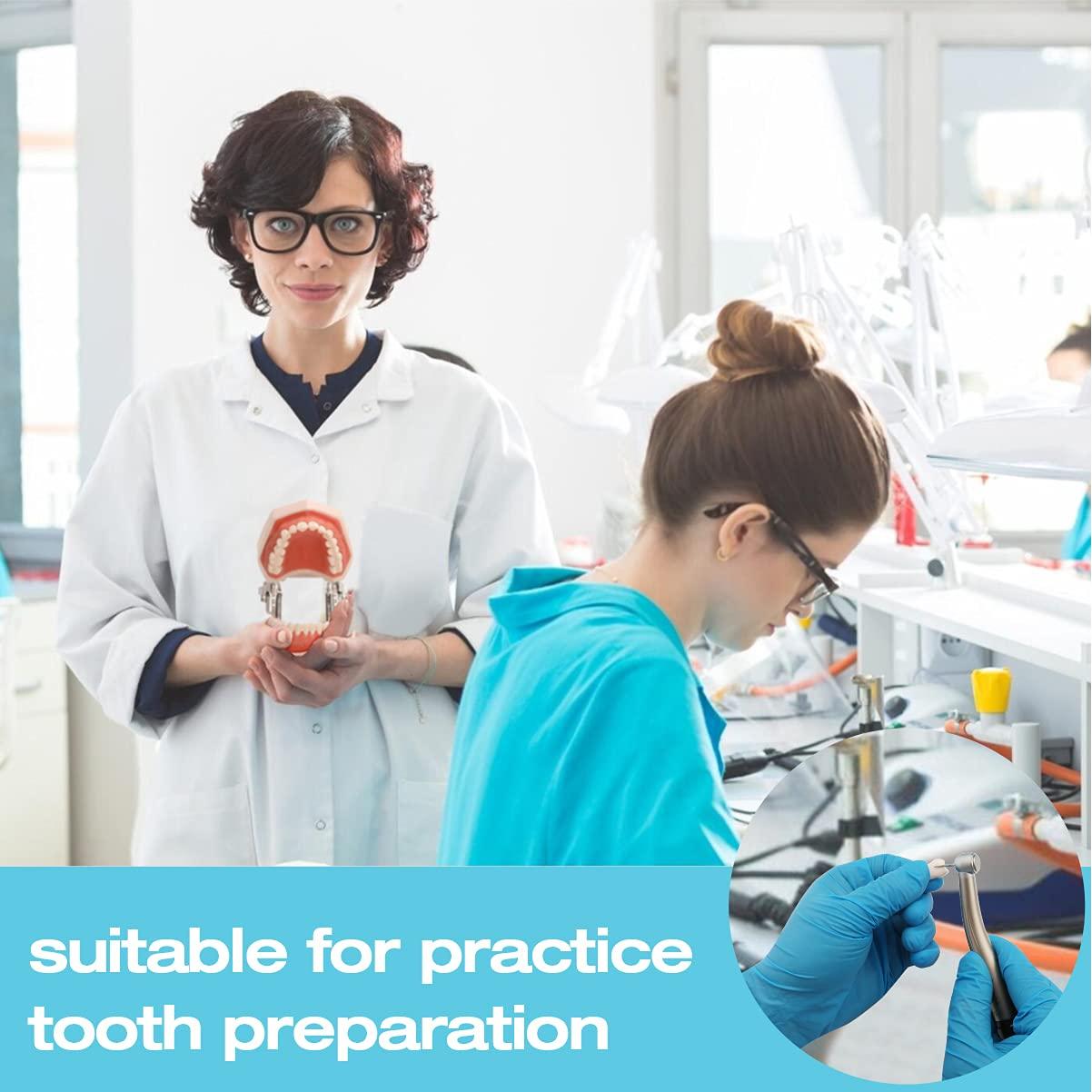 Dientes Removibles ANNWAH para Typodont Dental 28 Piezas