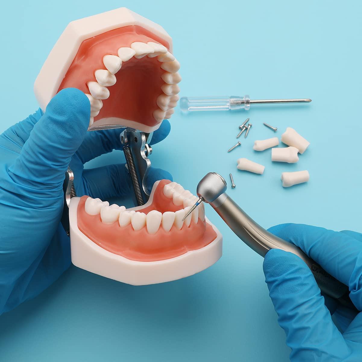 Dientes Removibles ANNWAH para Typodont Dental 28 Piezas