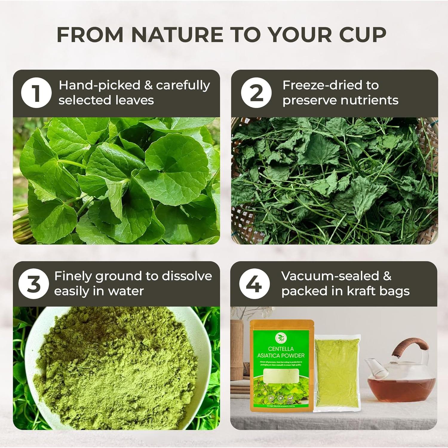 Polvo de Centella Asiática GREEN NATURE 300 g - Sin Aditivos