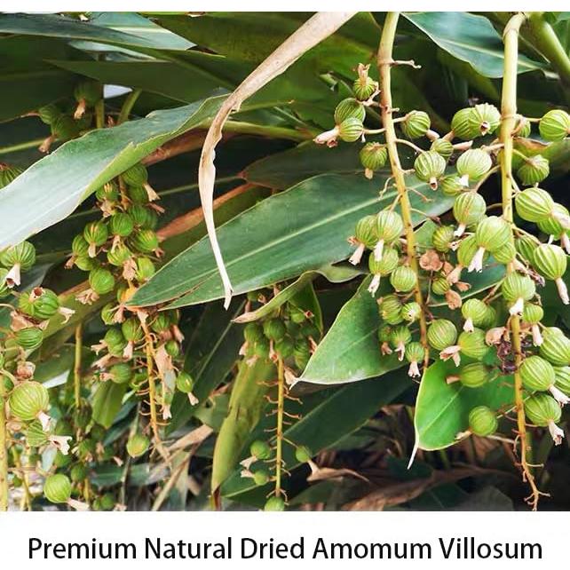Cardamomo Chino Amomum Villosum 150g - Especia Natural