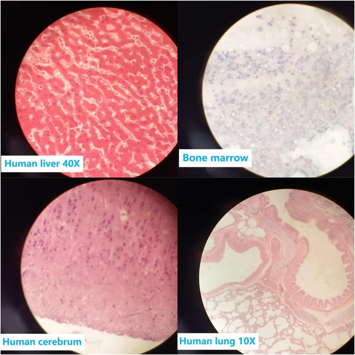 Juego de 17 Diapositivas de Microscopio Anatomía Humana DIY-SCIENCE