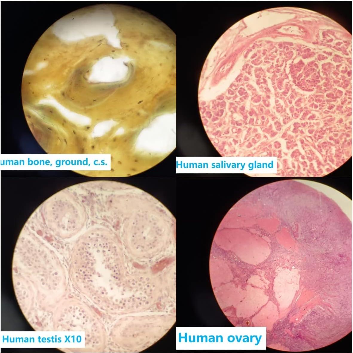 Juego de 17 Diapositivas de Microscopio Anatomía Humana DIY-SCIENCE