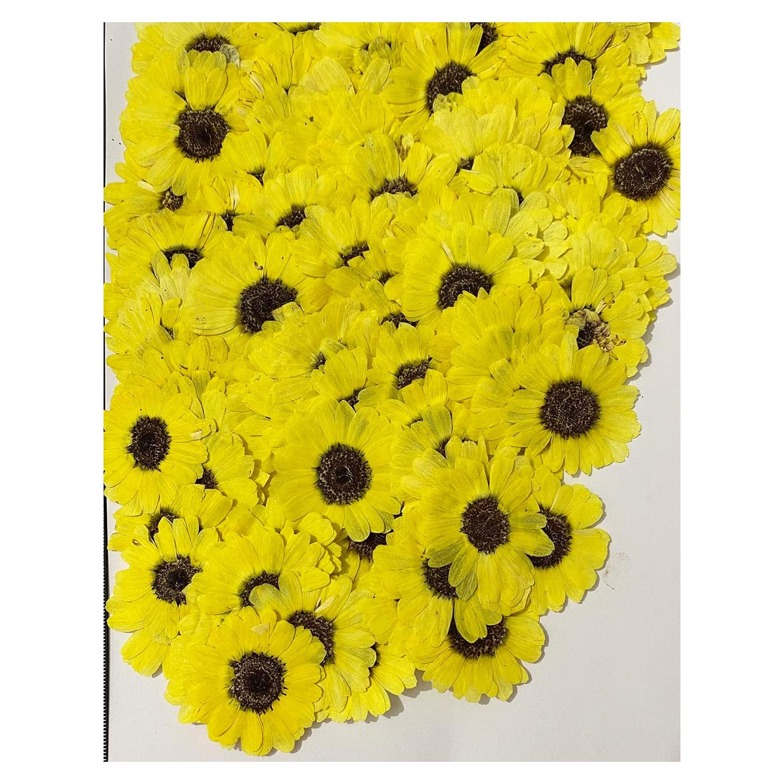 12 Piezas Flores Secas Prensadas Girasoles Amarillos UOKWIWI
