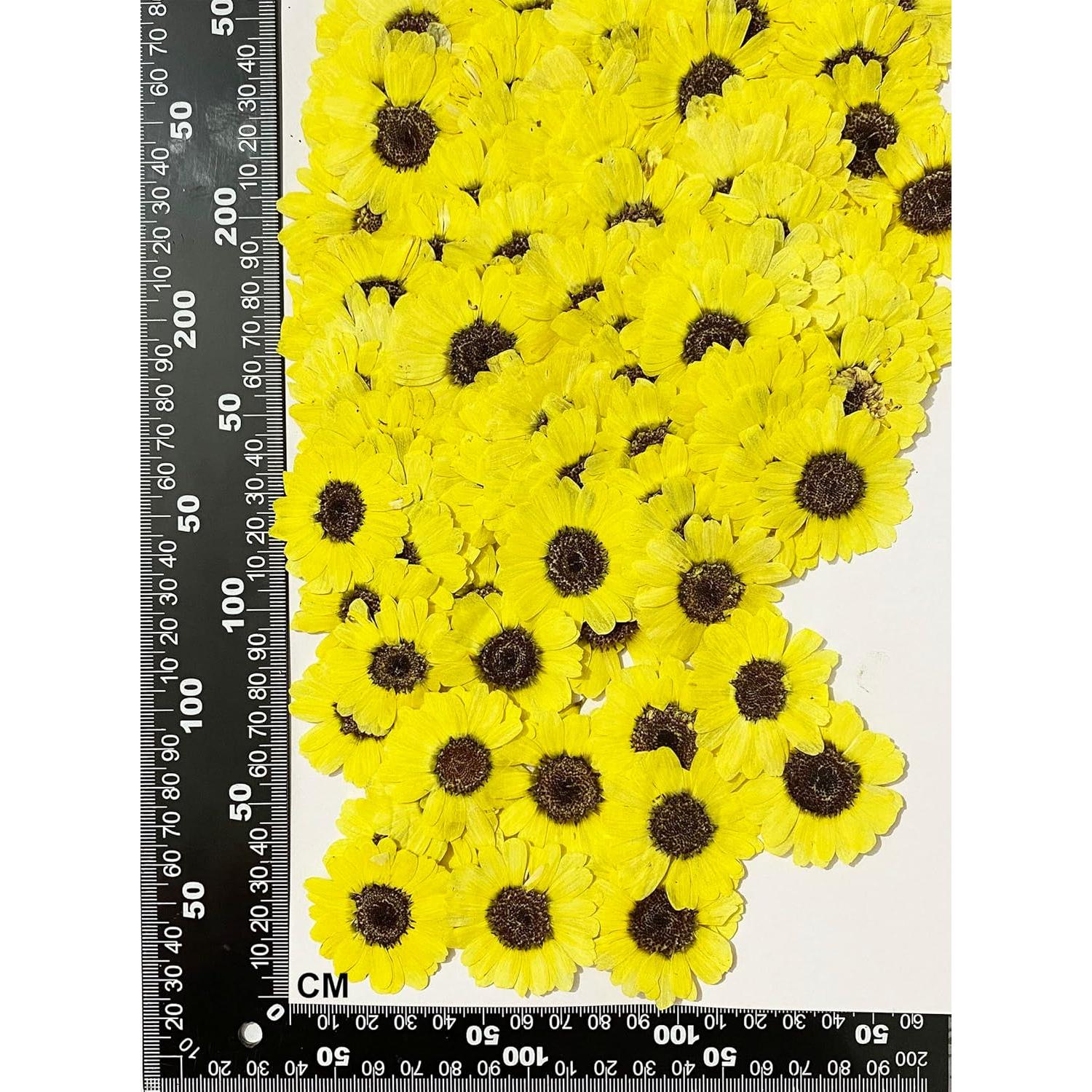 12 Piezas Flores Secas Prensadas Girasoles Amarillos UOKWIWI