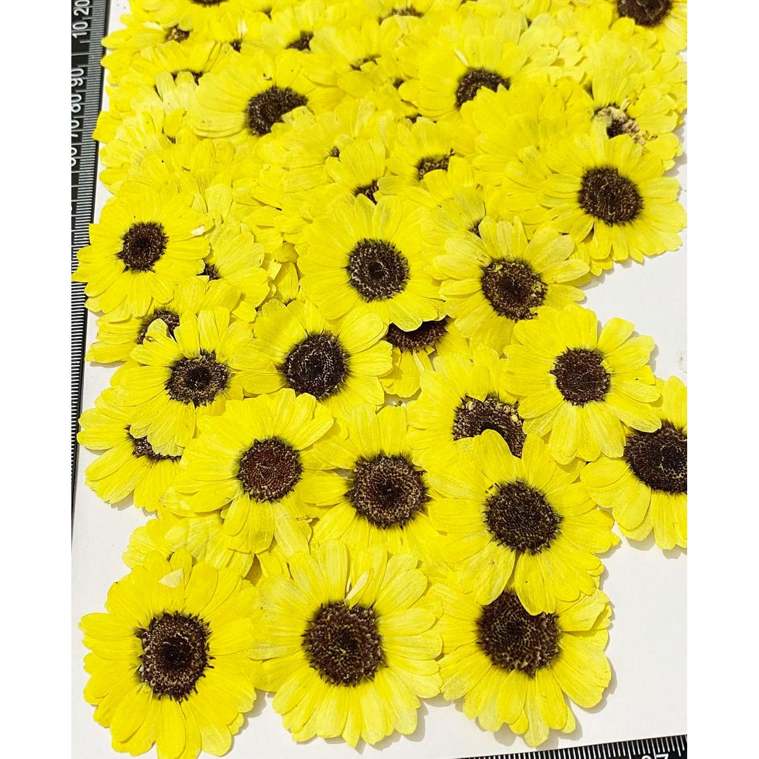 12 Piezas Flores Secas Prensadas Girasoles Amarillos UOKWIWI