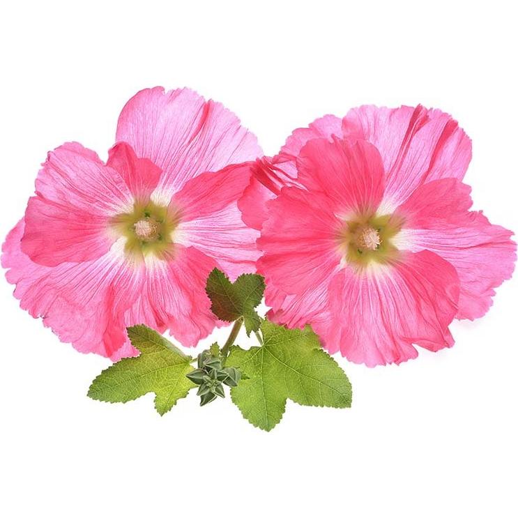 Raíz de Malvavisco Seco Biokoma 50g - Té Herbal Natural Kosher