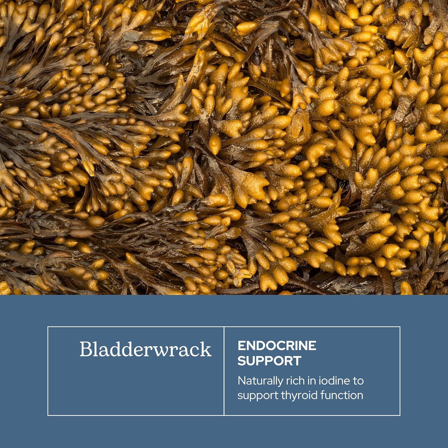 Cápsulas de Bladderwrack Eclectic Herb 90 CT | 600 mg | Vegano