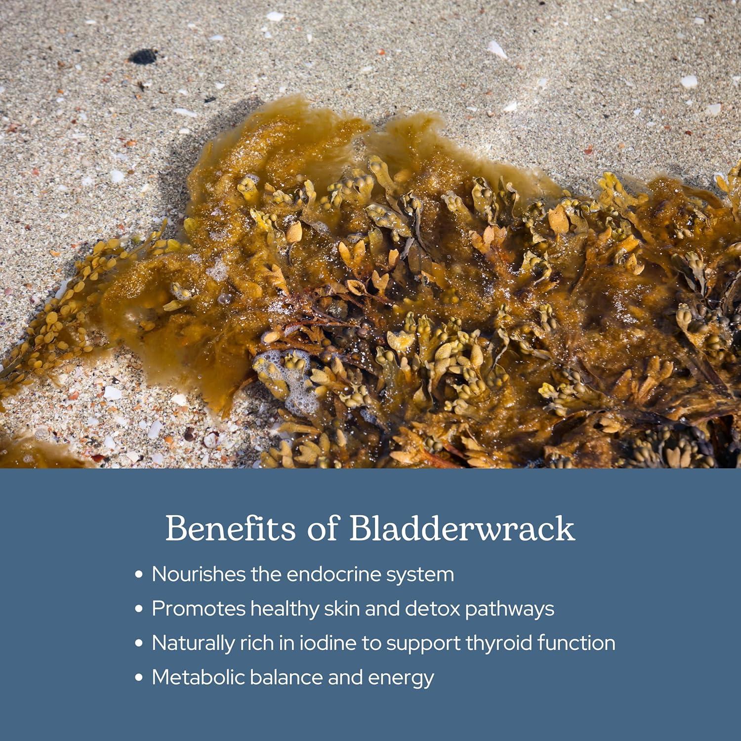 Cápsulas de Bladderwrack Eclectic Herb 90 CT | 600 mg | Vegano