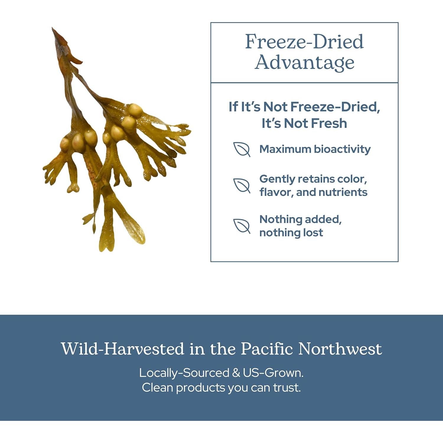 Cápsulas de Bladderwrack Eclectic Herb 90 CT | 600 mg | Vegano