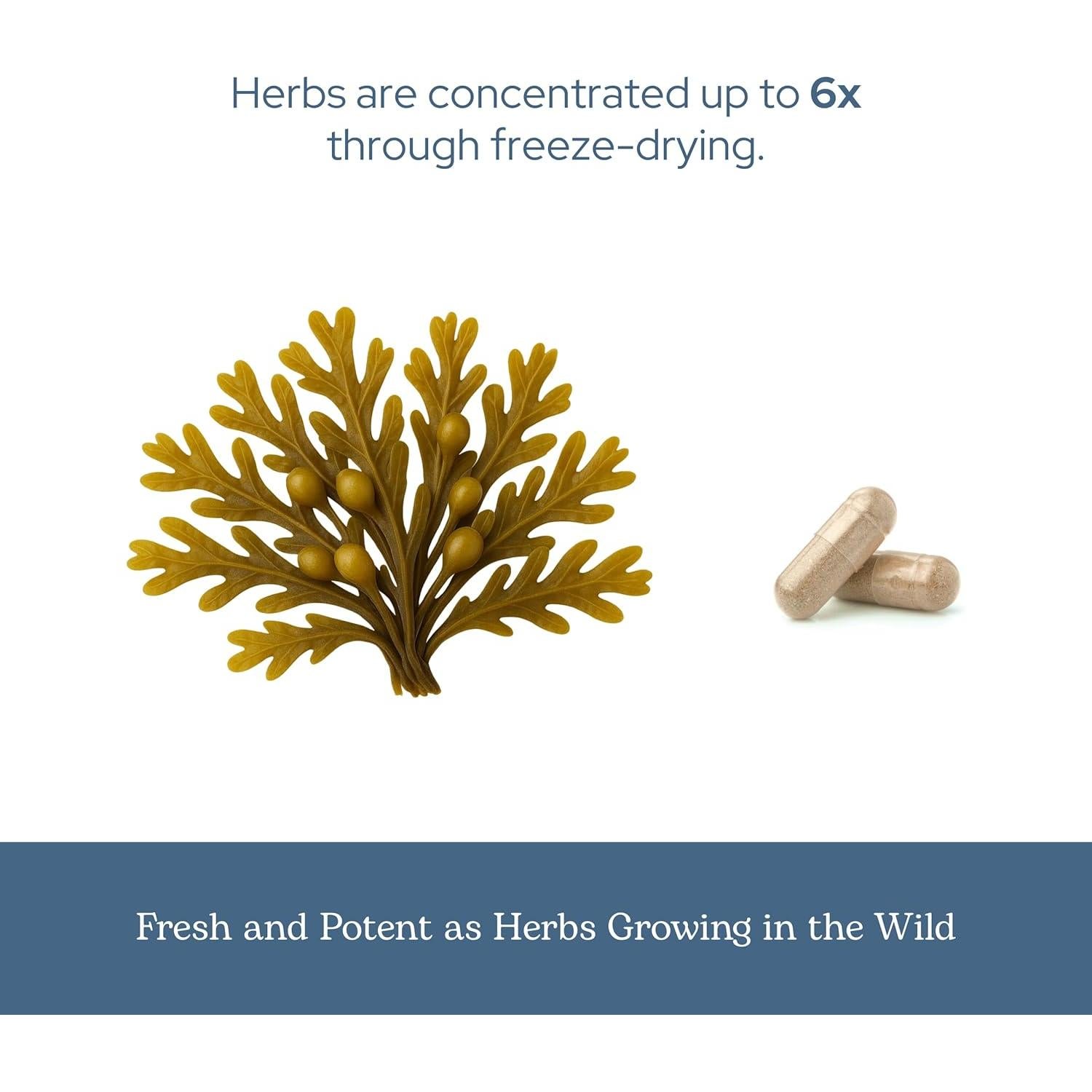 Cápsulas de Bladderwrack Eclectic Herb 90 CT | 600 mg | Vegano