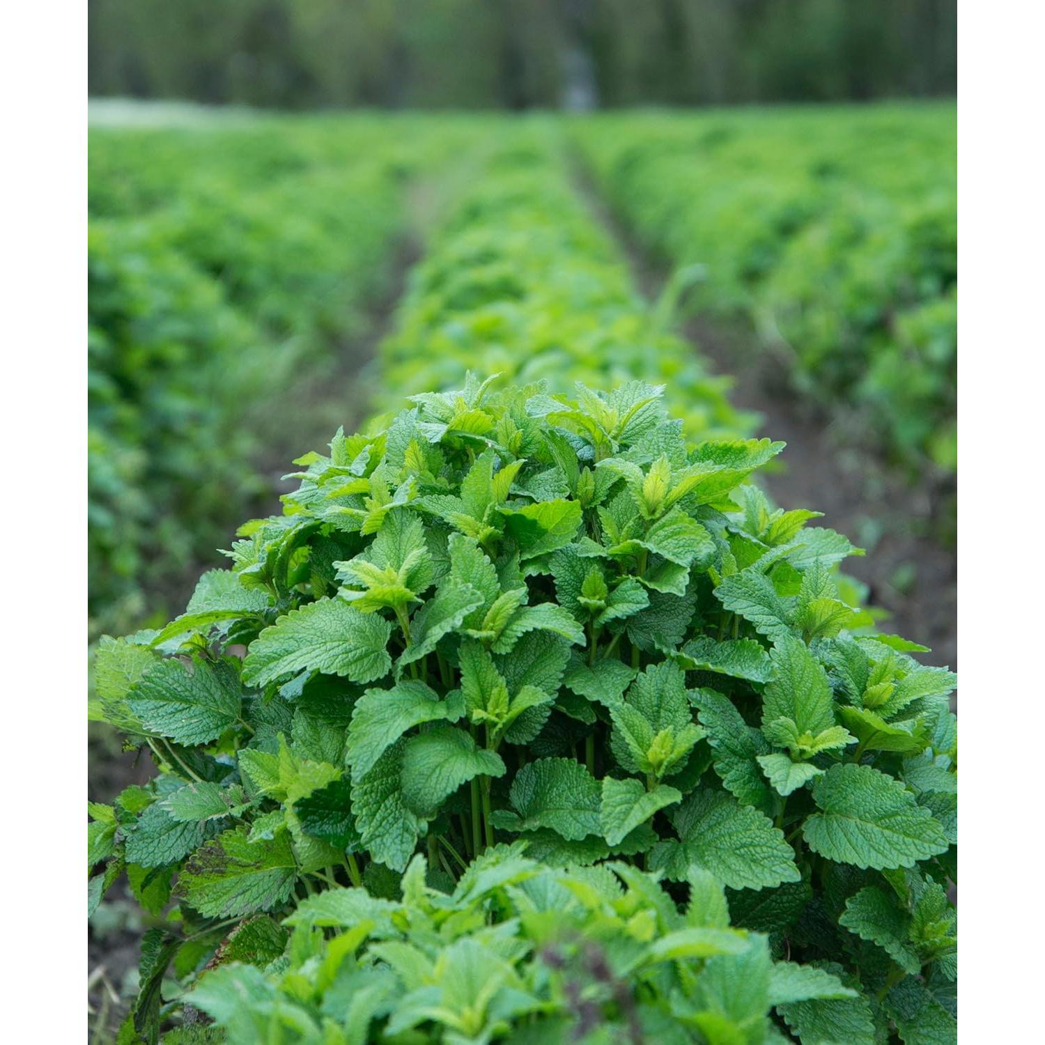 Extracto Líquido de Melisa Orgánica Herb Pharm 30 ml Sin Alcohol