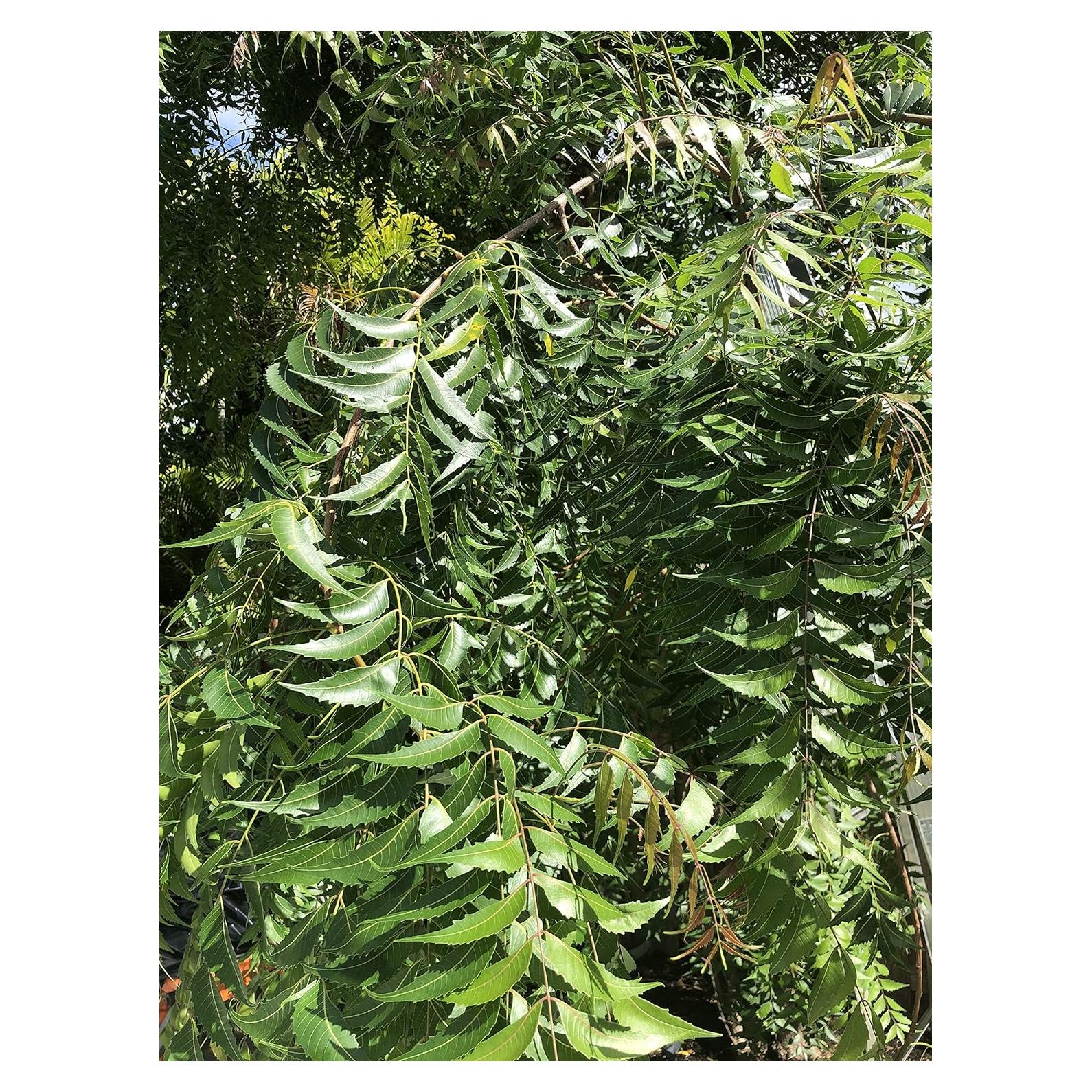 Hojas de Neem Frescas 80 unidades Goodluck Ganesha - Sin OGM