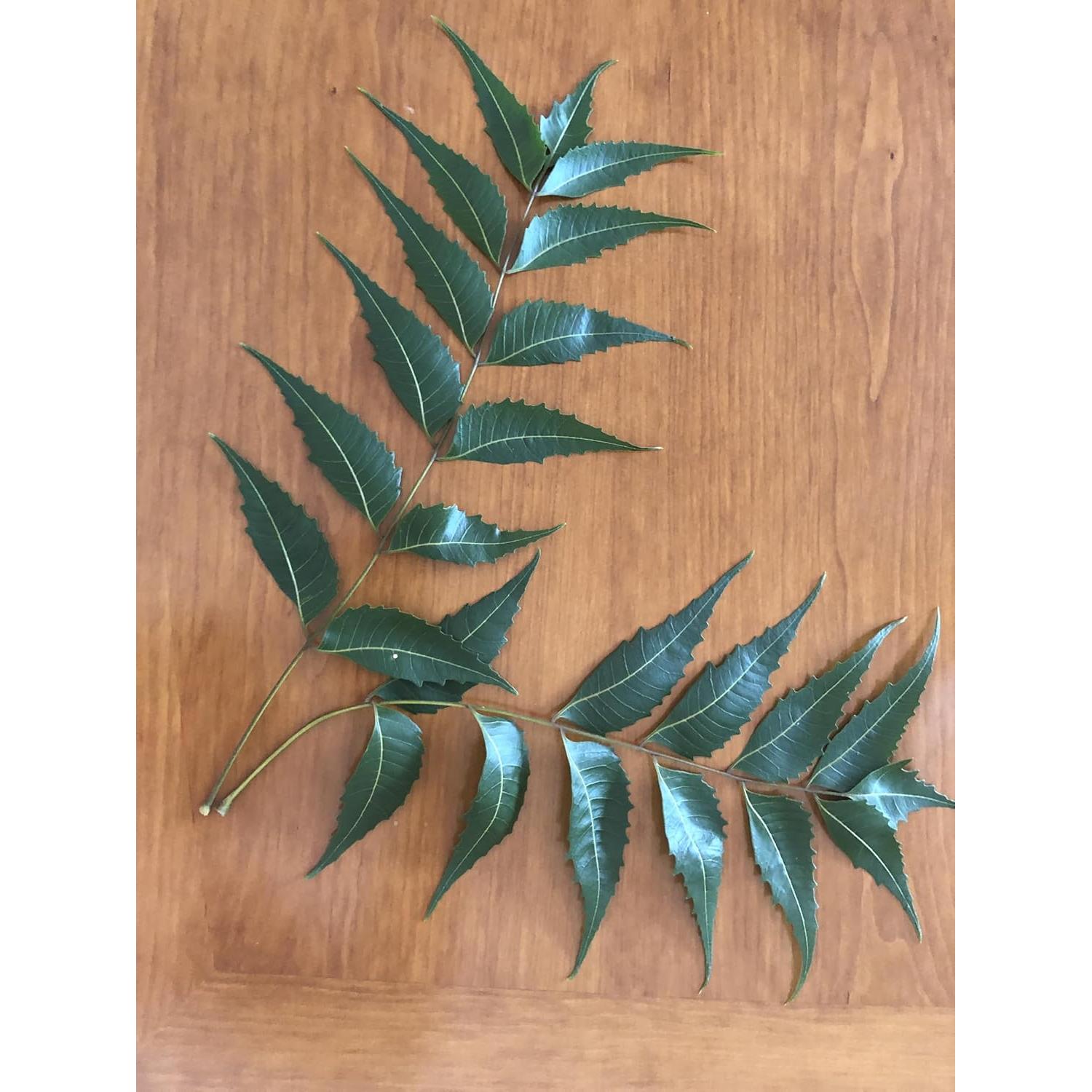 Hojas de Neem Frescas 80 unidades Goodluck Ganesha - Sin OGM