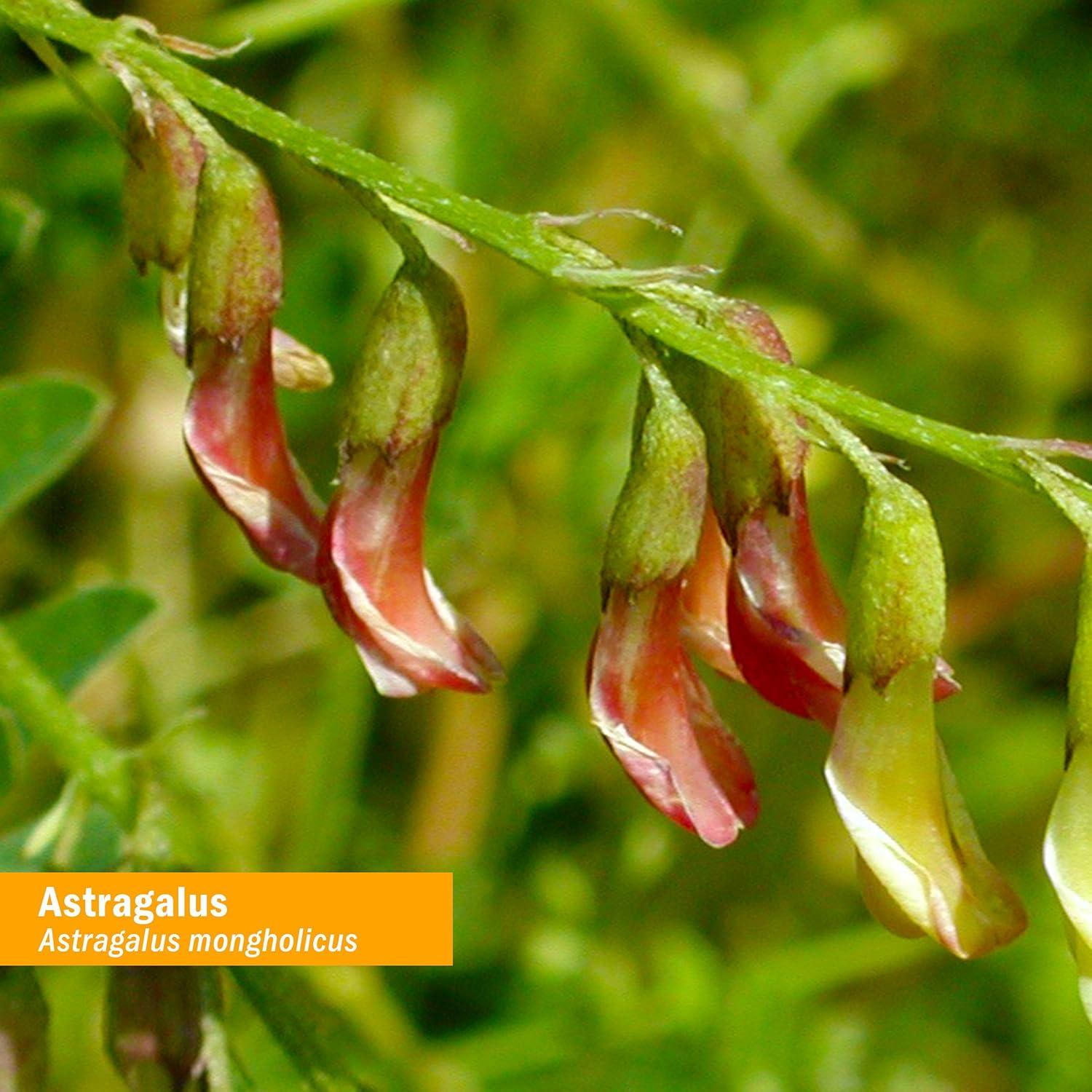 Extracto Líquido de Astrágalo Orgánico Herb Pharm 118.3 ml