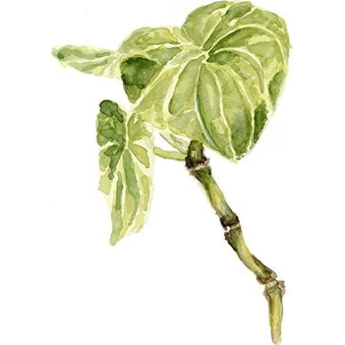 Polvo de Raíz de Kava Maui Medicinal 56.7g Efecto Relajante