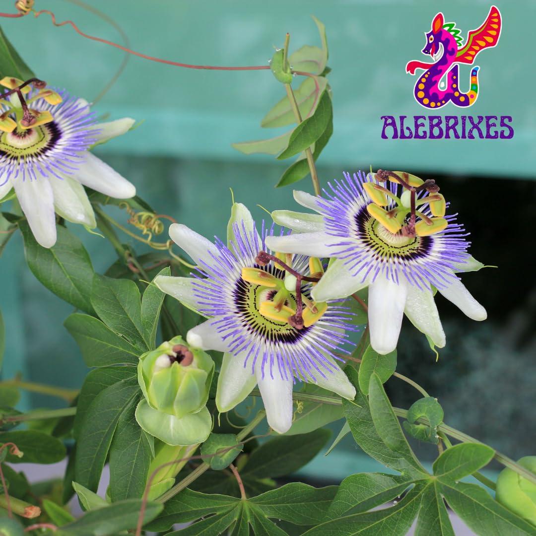 Té de Hierbas de Flor de Pasión Alebrixes 113.4g Relajante