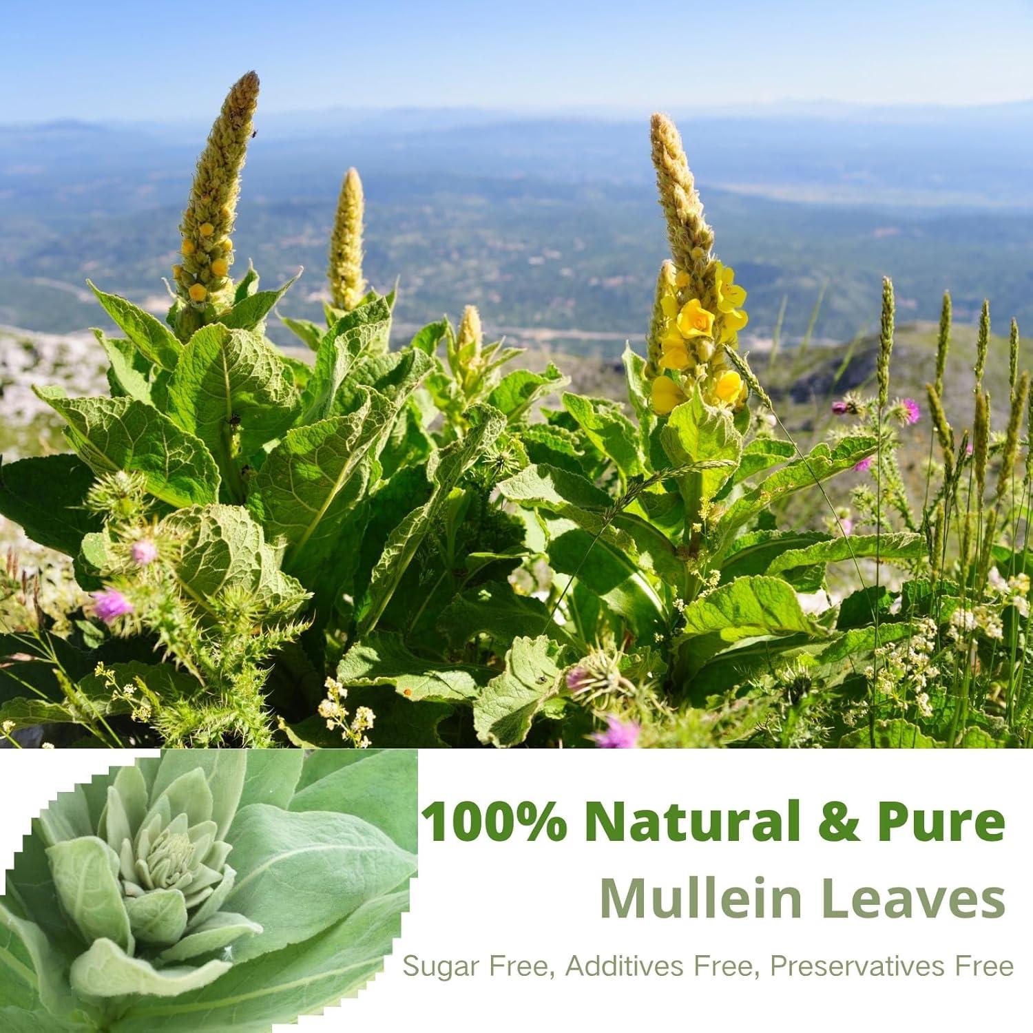 Té de Mullein VitalForest - 60 Bolsitas Ecológicas para Pulmones