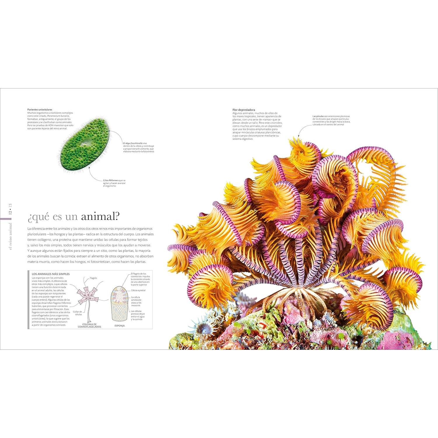 Fauna (Zoology): El mundo secreto de los animales (DK Secret World Encyclopedias) (Spanish Edition)