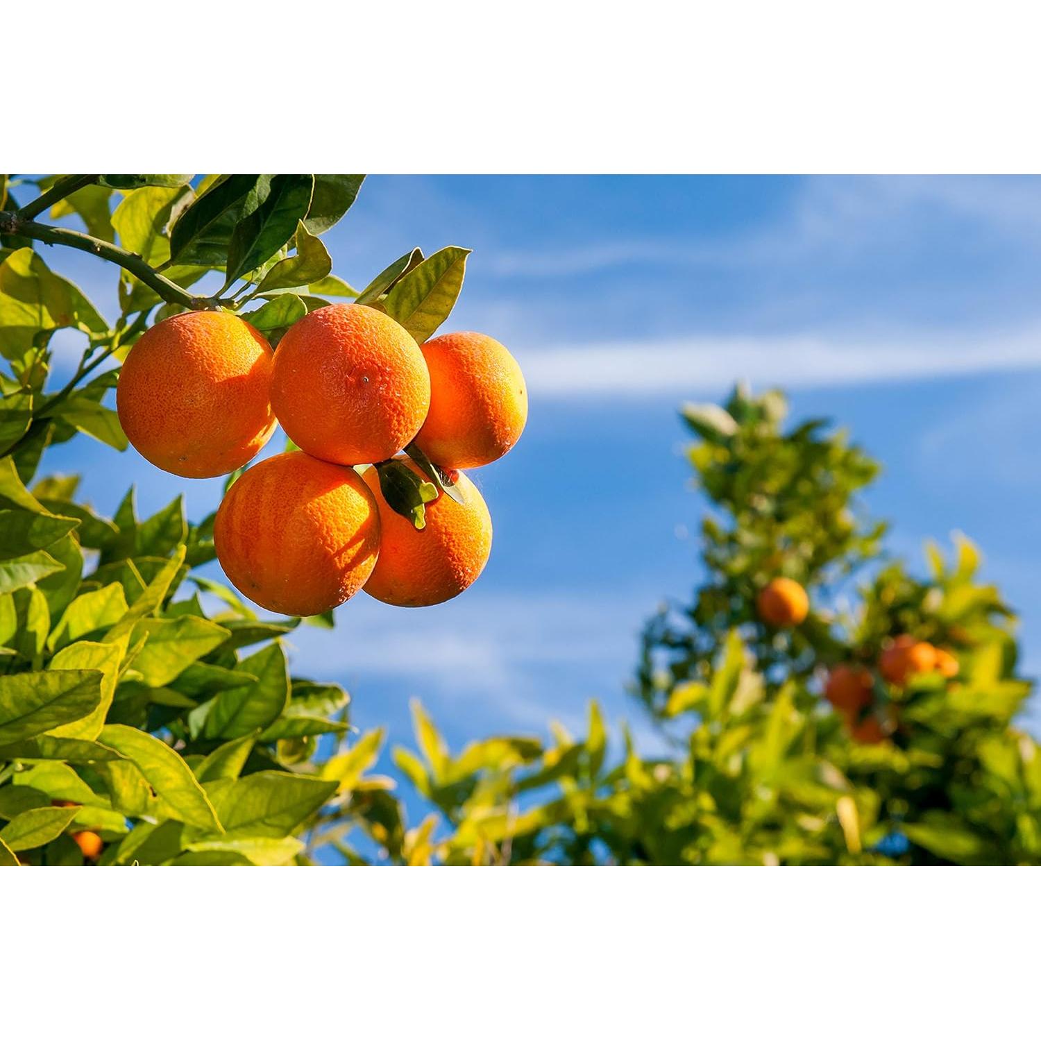 Limpiador Profundo Hidratante Baronessa Cali Tarocco 150g - Paquete de 6