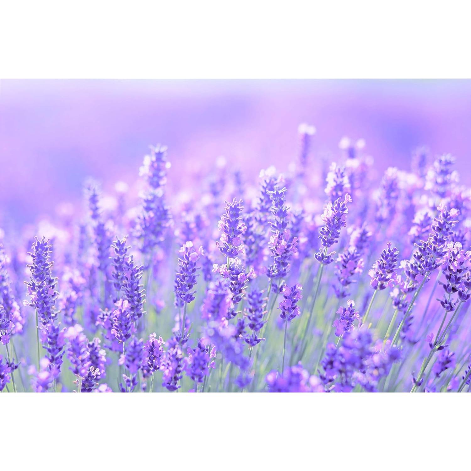 Aceite de Lavanda Bio Premium Tracia 30 ml - Hidratante Facial y Capilar