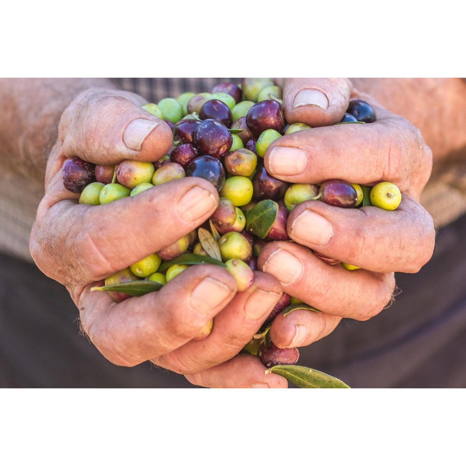 Kalliston Jabón de Oliva Exfoliante con Aceite de Argán - 4 Unidades