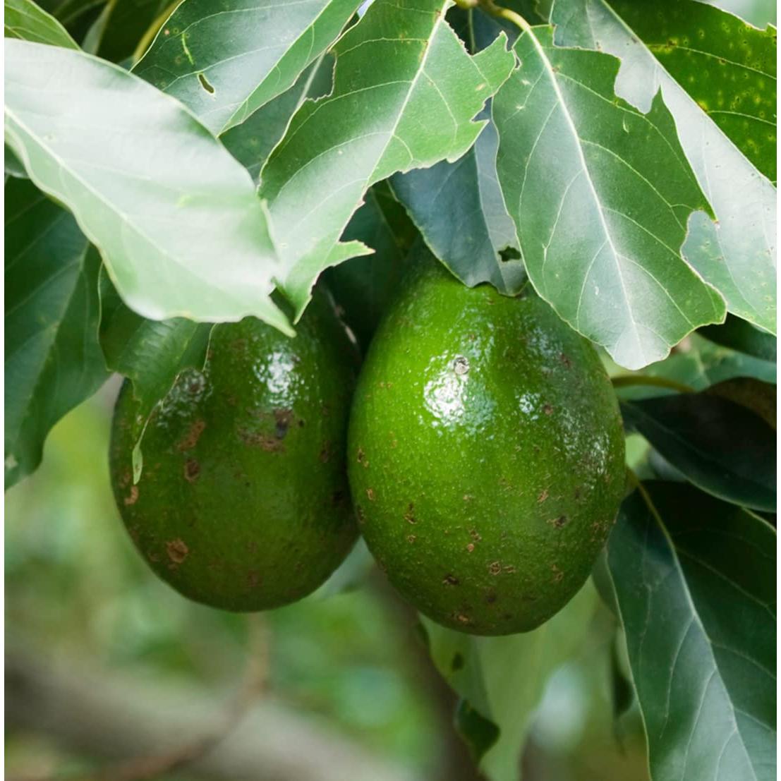 Aceite de Aguacate EIR Oils 100% Puro 530g Prensado en Frío