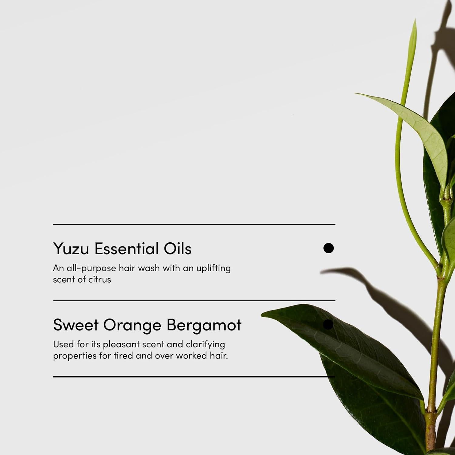 Acondicionador LATHER Yuzu Bergamota 236 ml - Vegano y Suave