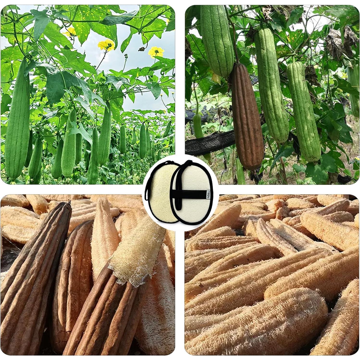 Esponja de Lufa Natural Fepgsy - Grande 17.8cm x 13cm - Exfoliante