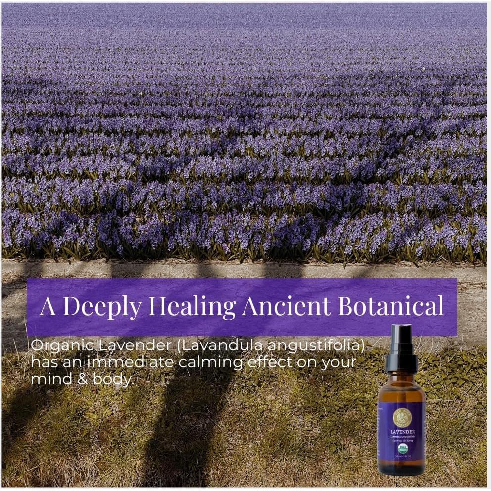 Spray de Aceite Esencial de Lavanda Orgánica Silk Road 29.57 ml