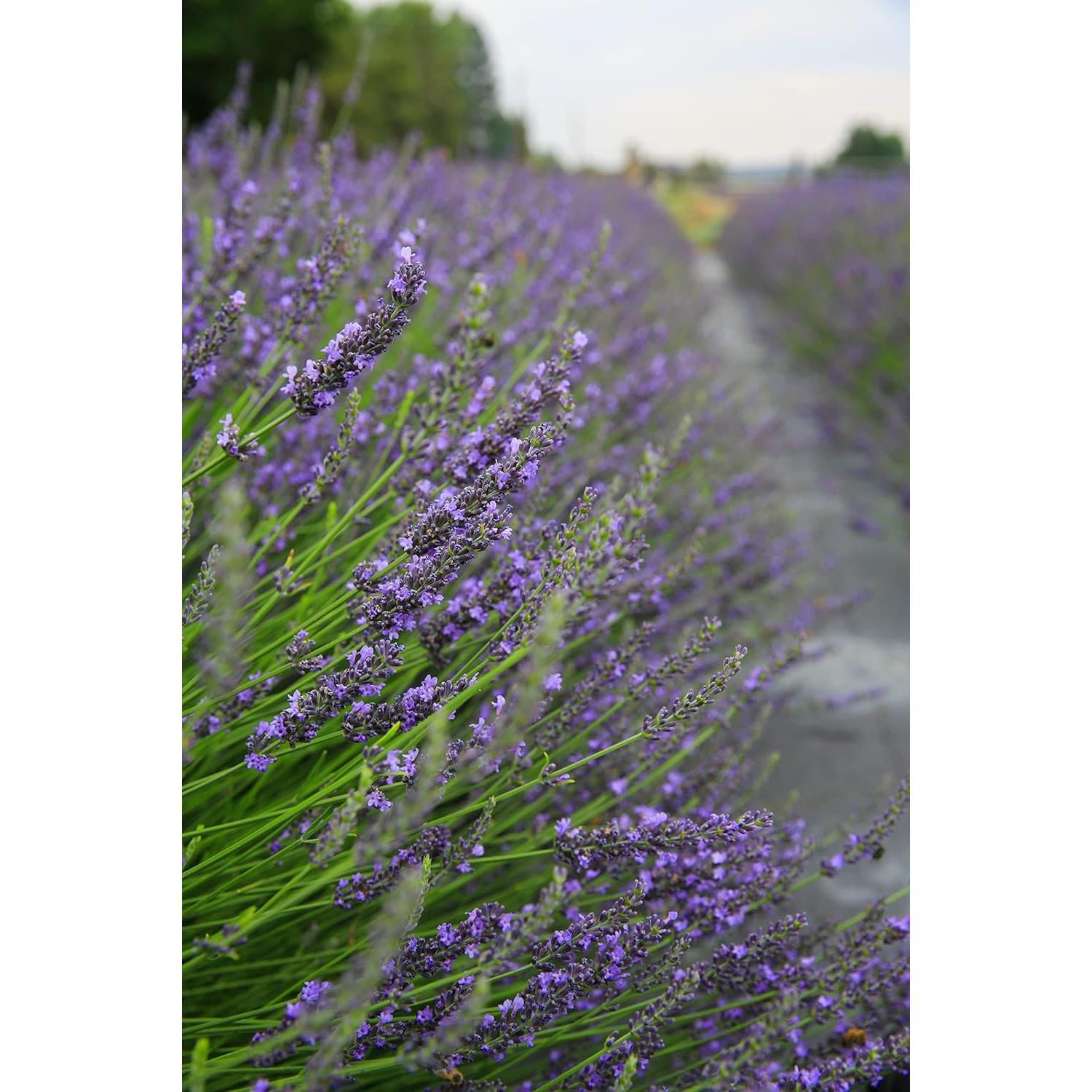 Hydrosol de Lavanda Orgánica Tumalo 226.8 ml - Tónico Facial