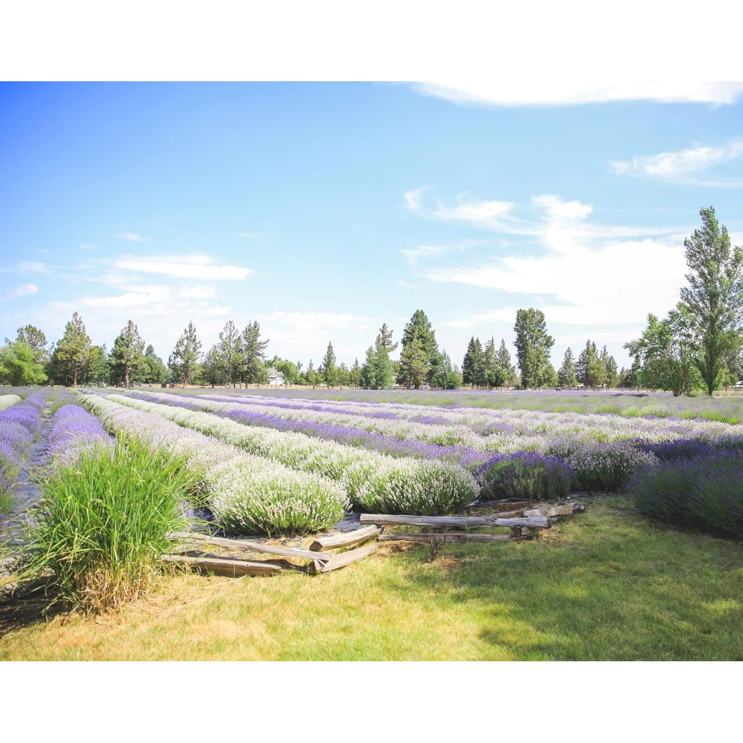 Hydrosol de Lavanda Orgánica Tumalo 226.8 ml - Tónico Facial