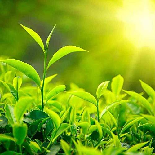 Mascarilla Enfriadora de Gel Control de Aceite Magnolia Orchid 250 ml