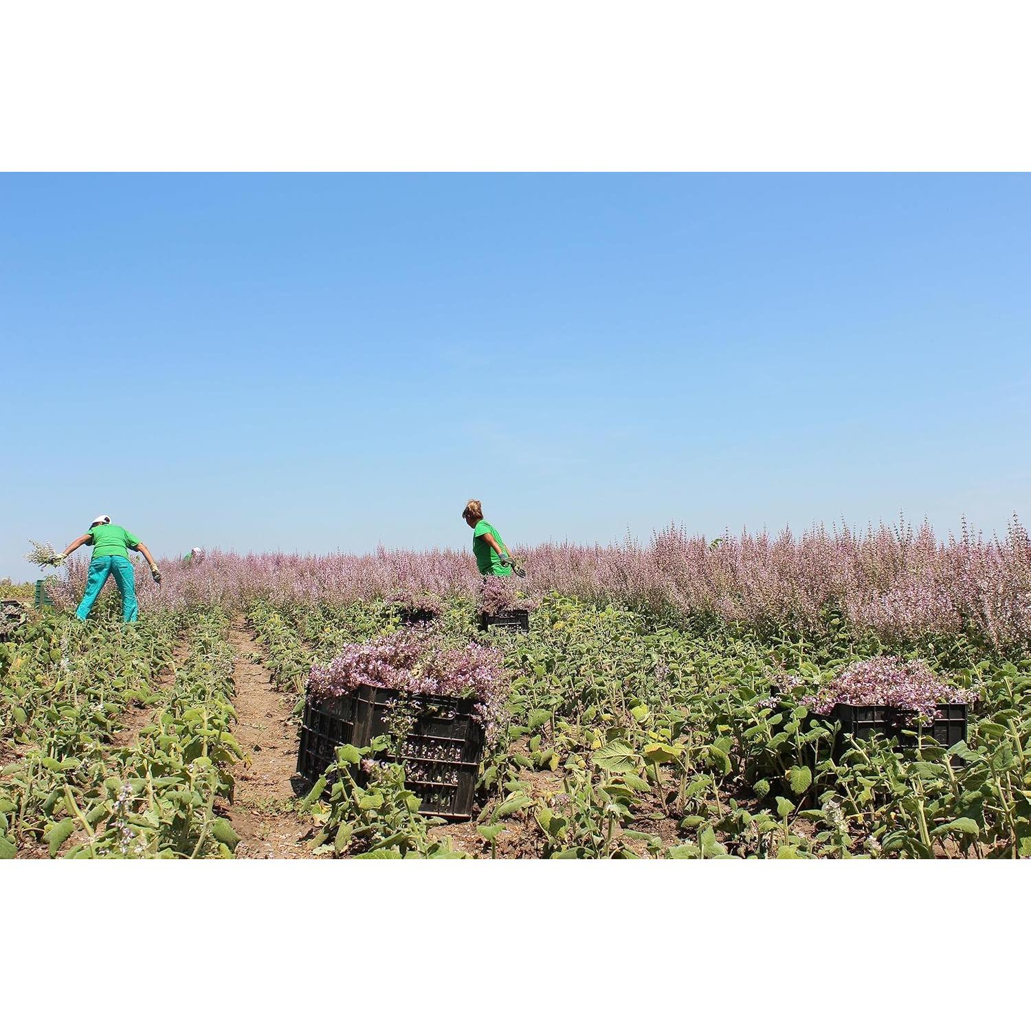 Agua Floral Orgánica de Salvia Clary Essences Bulgaria 140ml