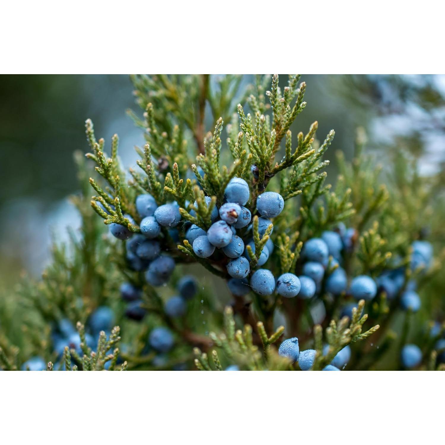 Bayas de Enebro Orgánicas 16Oz - Cosecha Silvestre Albania