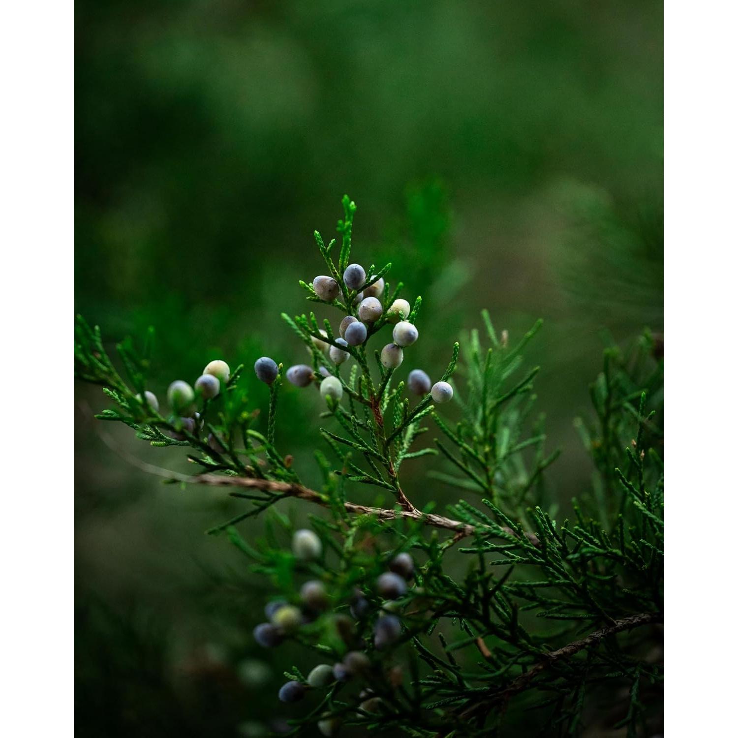 Bayas de Enebro Orgánicas 16Oz - Cosecha Silvestre Albania