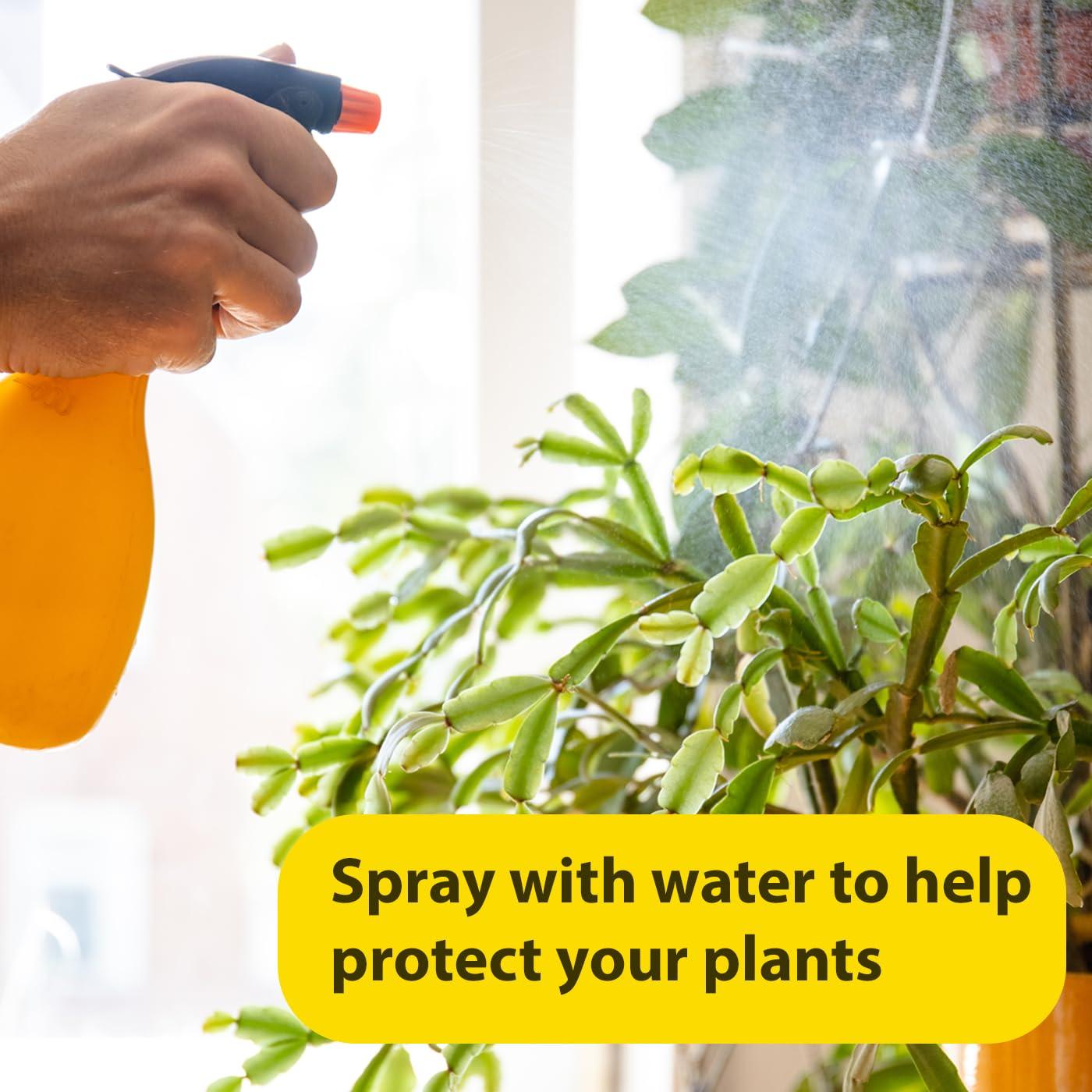 Aceite Esencial de Eucalipto Sanar Naturals 29.57 ml - Aromaterapia