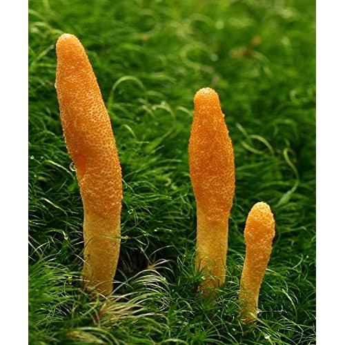 Hongo Cordyceps Seco Entero Bodi 113g 100% Natural