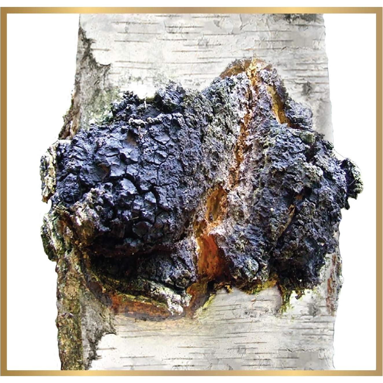 Polvo Crudo de Hongo Chaga Siberiano 142g - 100% Natural