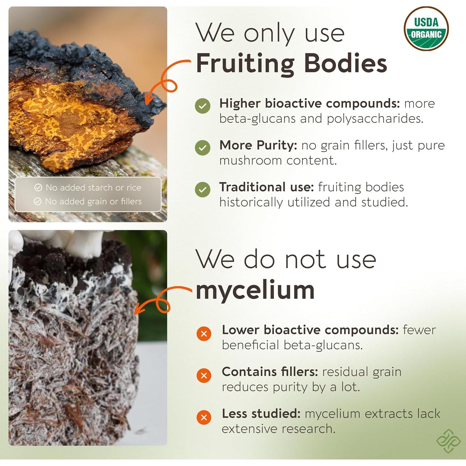 Extracto en polvo de hongo Chaga orgánico Longevity 100g - 10:1