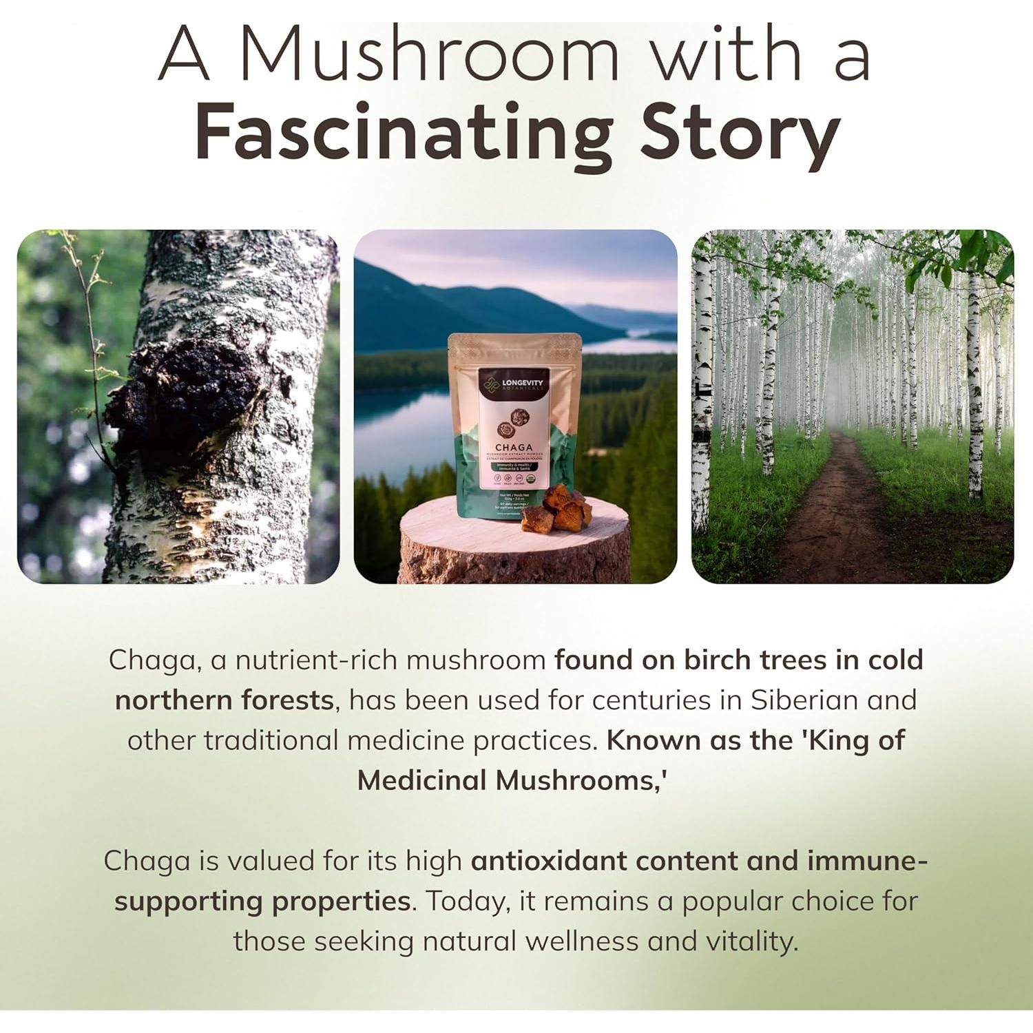 Extracto en polvo de hongo Chaga orgánico Longevity 100g - 10:1